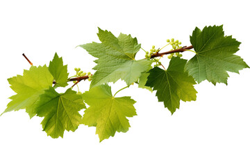 Wall Mural - Wild grape vine leaves with green colors isolated on transparent background - PNG with high resolution