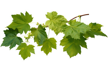 Wall Mural - Wild grape vine leaves with green colors isolated on transparent background - PNG with high resolution