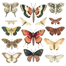 Vintage Illustration Of Butterflies And Moths