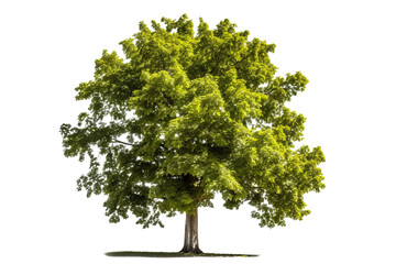 Wall Mural - European ash tree isolated on transparent background - high quality PNG of deciduous tree with green leaves and gray bark