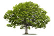 Basswood tree with heart-shaped leaves and fragrant flowers isolated on transparent background