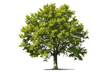Basswood Tree With Green Leaves And Yellow Flowers Isolated On Transparent Background
