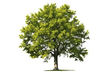 Wall Mural - Basswood tree with green leaves and yellow flowers isolated on transparent background