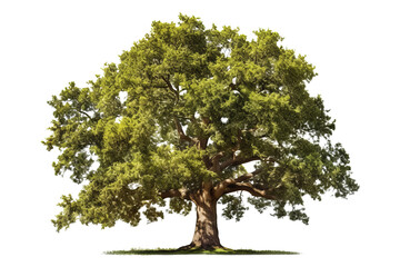 Wall Mural - American elm tree PNG with green leaves and brown trunk isolated on transparent Background