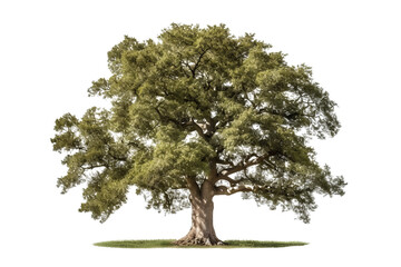 Wall Mural - American elm tree PNG with green leaves and brown trunk isolated on transparent Background