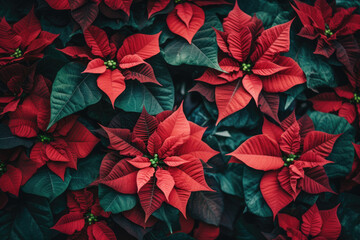 Canvas Print - Many Red Christmas star flowers  with green leaves wallpaper background, top view.