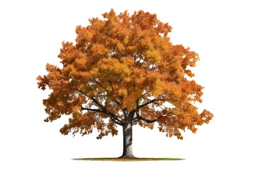Wall Mural - Northern Red Oak tree isolated on transparent background - high quality PNG of a deciduous tree native to North America