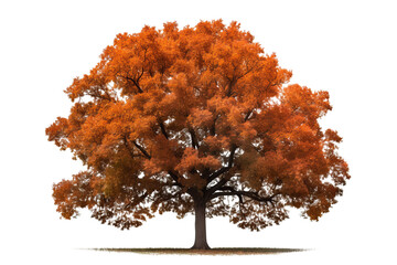 Wall Mural - northern red oak tree (quercus rubra) isolated on transparent background - high quality png of a dec