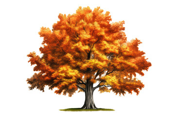 Wall Mural - sugar maple tree with vibrant orange and yellow leaves isolated on transparent background - high qua