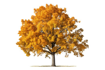 Wall Mural - sugar maple tree with vibrant orange and yellow leaves isolated on transparent background - high qua