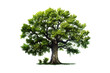 Fresh green tree with green leaves and brown trunk isolated on transparent Background