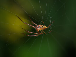 Eurasian armoured long-jawed spider or autumn spider (Metellina segmentata) in macro details on his web from below.