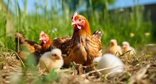 Free Ranging Brown Hen With Chicks Grazing On Lush Organic Farm Fields Under The Sun Awaiting Fresh Eggs From Agriculture Farm