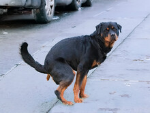 Rottweiler Defecate In Twon