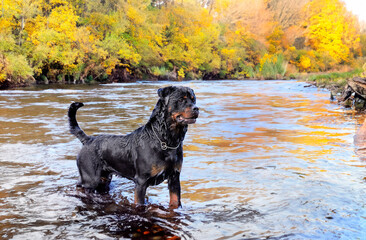 Wall Mural - rottweiler swimming in river