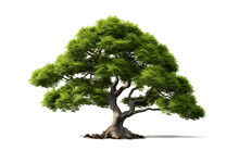 Sublime Yew Tree Isolated On Transparent PNG Background, Rendering. Generative AI