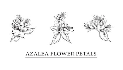 Wall Mural - vector sketch illustration of azalea flower petals.