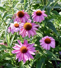 A Close View Of The Pink Coneflowers In The Garden.