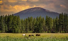 Cattails And Horses In A Meadow Under Black Butte, Central Oregon