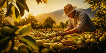 Organic Farmer Harvesting Williams Pears