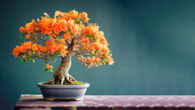 Traditional Bonsai Miniature Bracts Bougainvillea Flower Plant Blooming In A Ceramic Pot, Soft Gradient Blur Background.