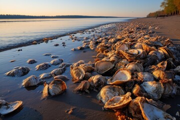 Wall Mural - oyster shells on the beach, symbolizing filtration