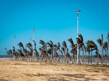 Strong Wind Moves The Palm Trees That Are Between A Dry Ground And The Ocean Side