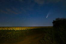 Comet Neowise Flies Over A Sunflower Field. July 2020