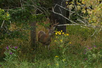 Wall Mural - big buck in the woods