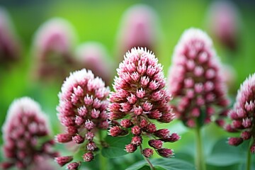 Poster - a macro shot of clover flowers with blurred green background