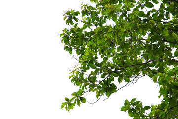 Green leaf or branch isolated on white background.