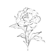 Peony Flower And Leaves Drawing. . Black Ink Sketch. Great For Tattoo, Invitations, Greeting Cards, Decor
