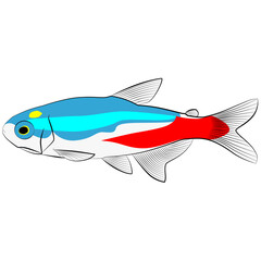Sticker - Neon tetra, Paracheirodon innesi aquarium tropical freshwater fish. characin family  freshwater fish graphic illustrations aquarium fish