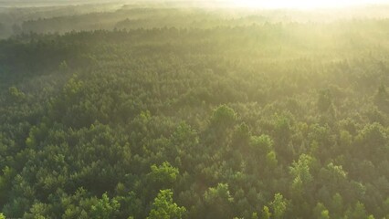 Wall Mural - foggy morning over the forest