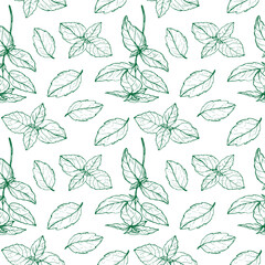 Wall Mural - Basil plant seamless pattern drawing vector illustration repeating background. Decorative ornament with basil leaves branch, fragrant herb, spice,. For design, card, textile, print, paper, wrapping