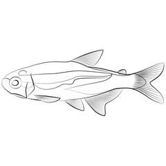 Canvas Print - Neon tetra, Paracheirodon innesi aquarium tropical freshwater fish. characin family freshwater fish sketch drawing. aquarium fish contour lines drawn.
