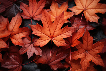 Wall Mural - Red Autumn Maple Leaves Lying on the Forest Ground. Autumn Maple red yellow leaves background