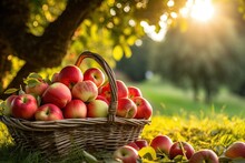 Basket Of Red Apples In Orchard Garden Meadow With Sunlight