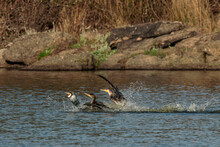 Great Cormorant (Phalacrocorax Carbo). Birds In Their Natural Environment.