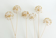 Dry Flowers Allium On White Background. Floral Card. Botanical Poster