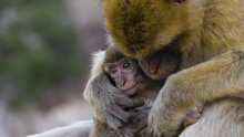 Mother And Baby Monkey, Barbary Macaque At Rock Of Gibraltar, UK. Slow Motion