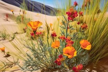 Close-up Of Vibrant Desert Wildflowers Against Sand Dunes