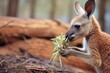 kangaroo joey playfully nibbling on pouch edge