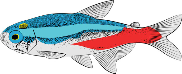 Canvas Print - Neon tetra, Paracheirodon innesi aquarium tropical freshwater fish. characin family freshwater fish graphic illustrations aquarium fish