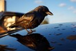 a crow looking at its reflection on a shiny car bonnet