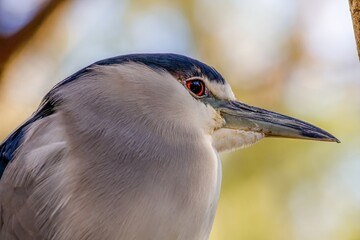 Poster - heron