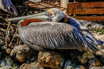 Poster - pelicans on a nest