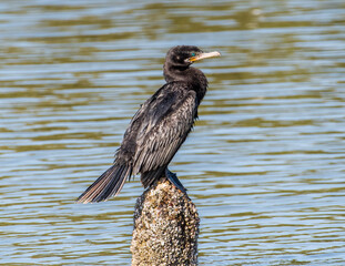 Wall Mural - neotropic cormorant