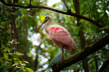 Roseate Spoonbill With Green Background