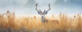 Fototapeta Natura - Banner with red deer stag in the autumn field. Noble deer male. Beautiful animal in the nature habitat. Wildlife scene from the wild nature landscape. Wallpaper, beautiful fall background